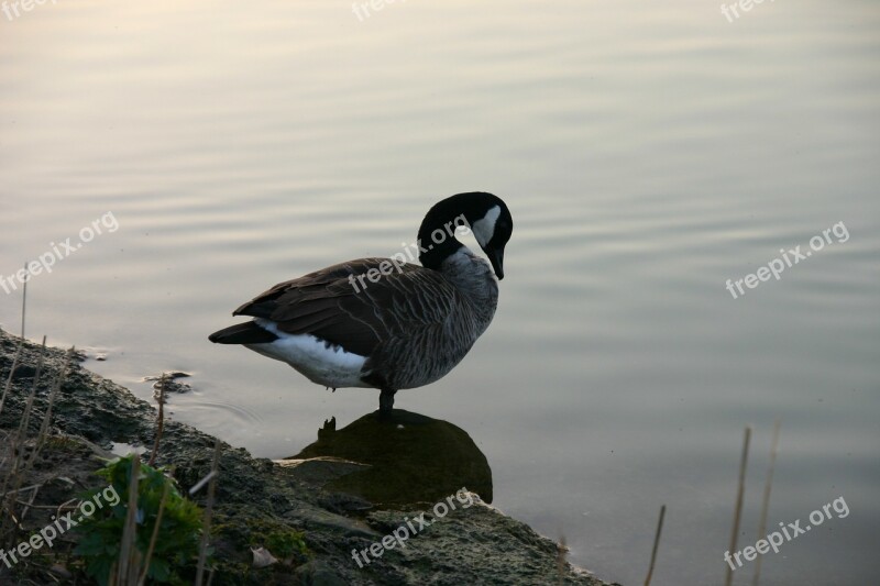 Duck Water Bird Abendstimmung Lake