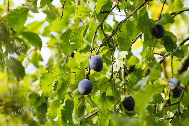 Plums Plum Tree Harvest Ripe Fruit Tree