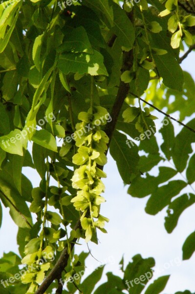 Wing Nut Pods Fluegelfruechte Walnut Crop Tree