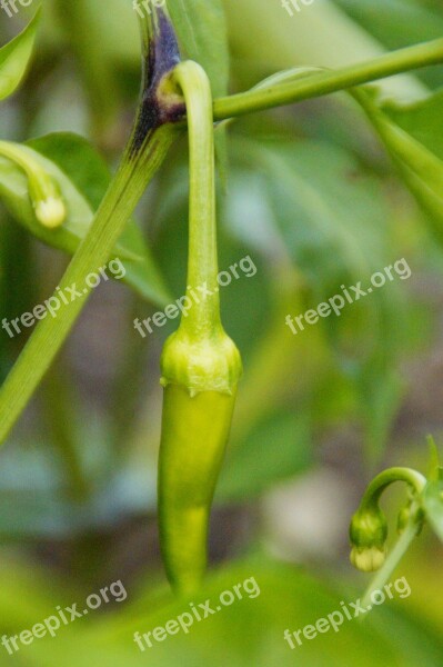 Pepperoni Cultivation Harvest Pod Sharp