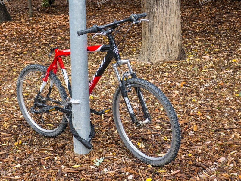 Bicycle Tree Bike Old Cyclist