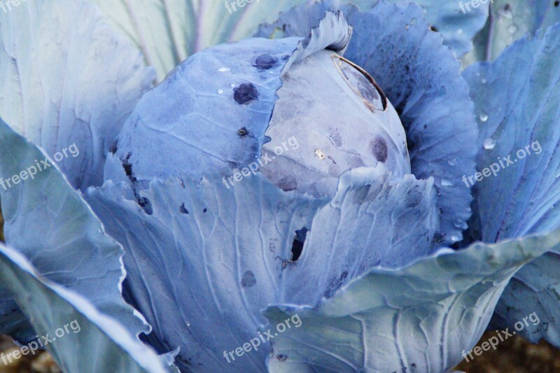 Kohl Red Cabbage Cabbage Winter Vegetables Food