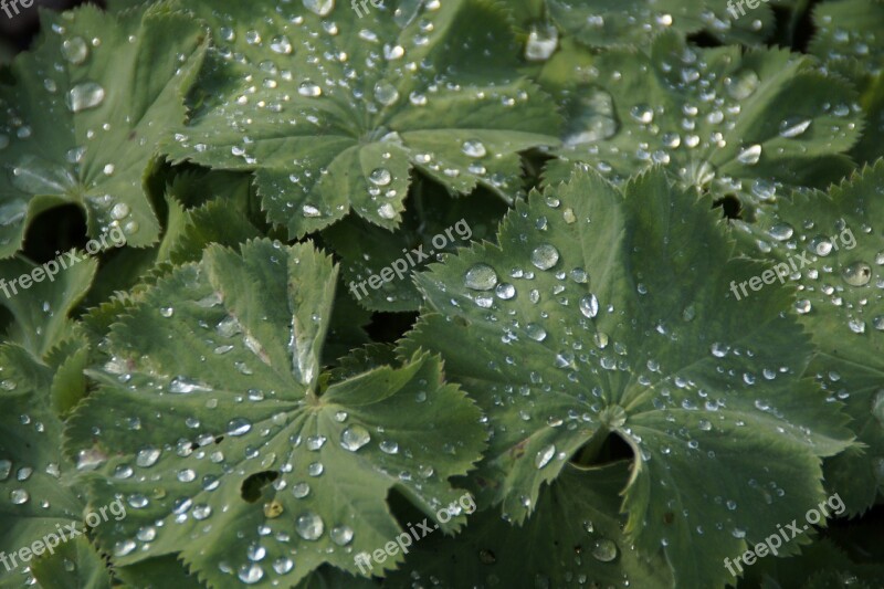 Leaves Raindrop Drip Drop Of Water Dewdrop