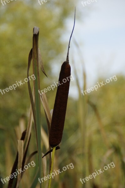 Cattail Rush Reed Lake Reeds