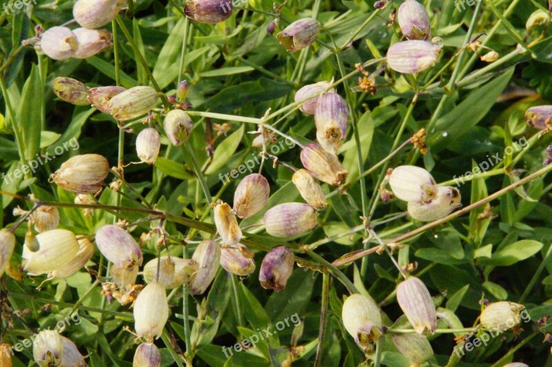 Lichtnelken Fruit Faded Infructescence Meadow