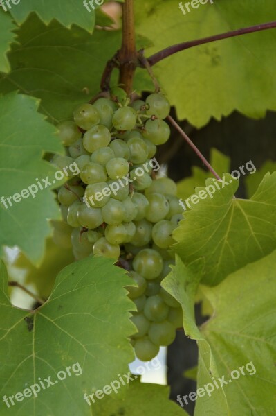 Wine Grapes Plant Fruit Green