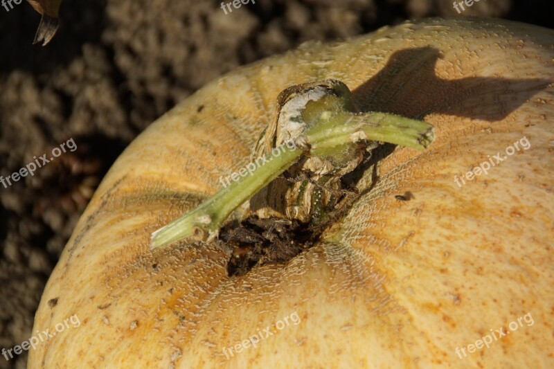 Pumpkin Close Up Autumn Halloween Free Photos