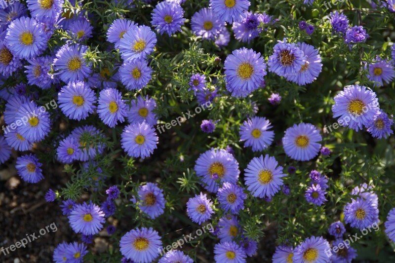 Asters Blue Blue Flowers Flowers Background