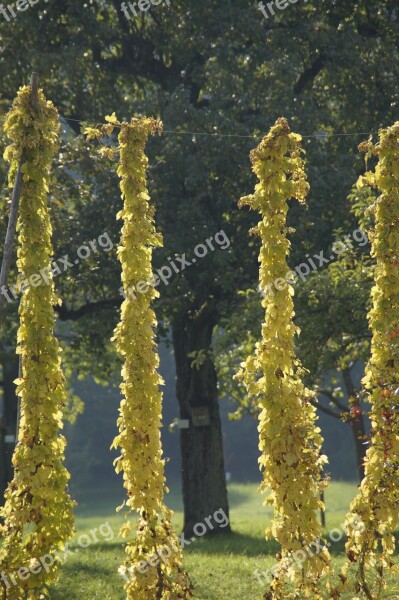 Hops Climber Plant Autumn October Autumn Mood