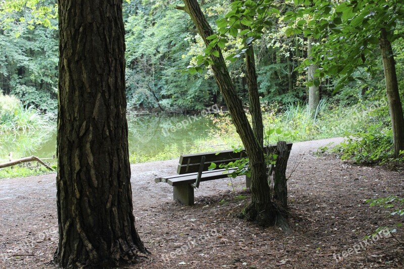 Forest Pond Bank Pools Forest Trees