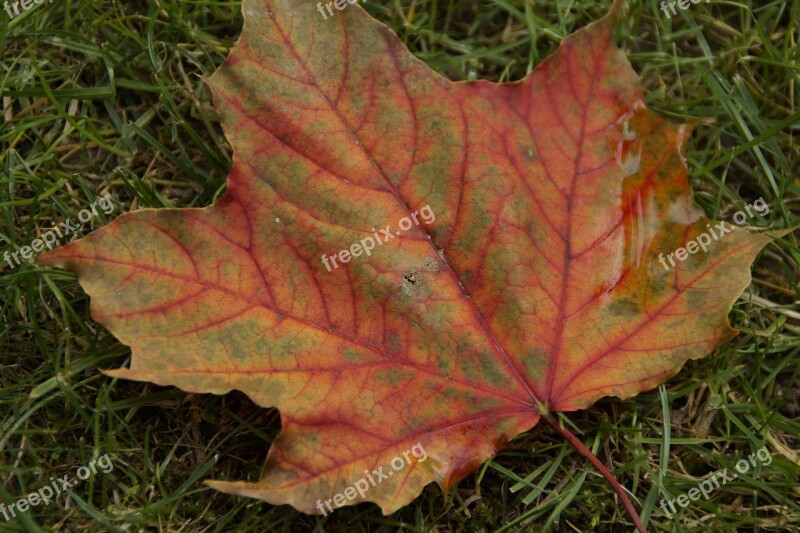 Leaf Leaves Autumn Maple Maple Leaf