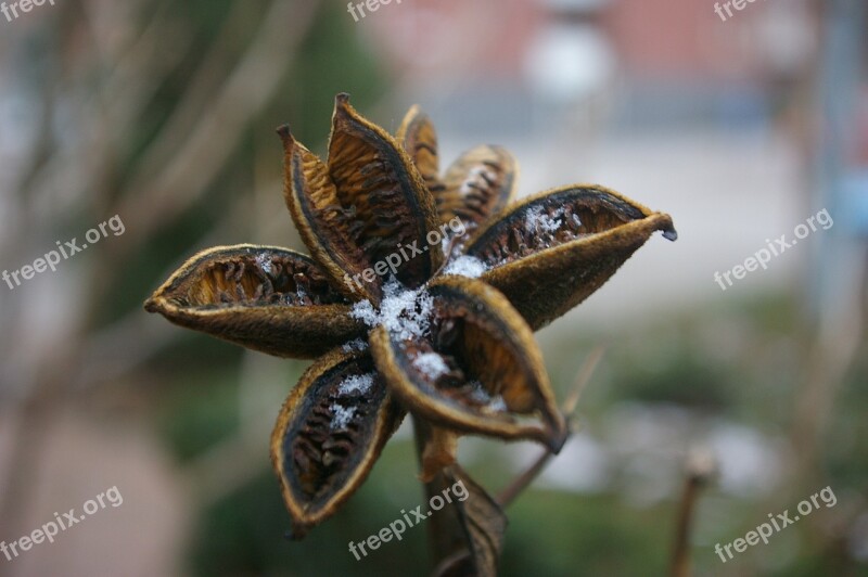 Frost Nature Winter Dried Flower Free Photos