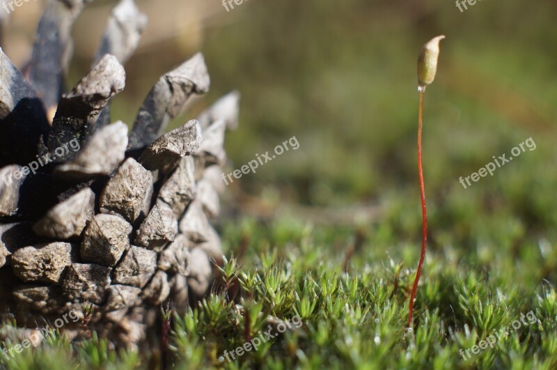 Nature Beauty Pine Cone Free Photos