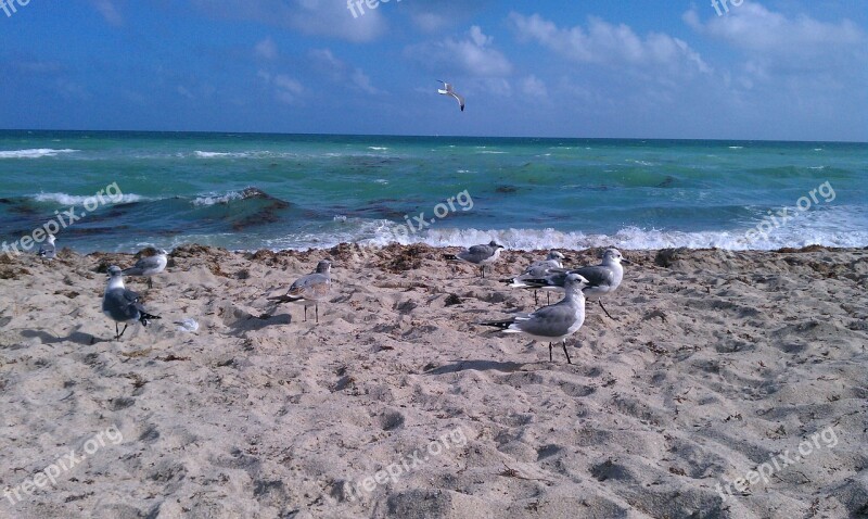 Ocean Atlantic Seagulls Bird Sand