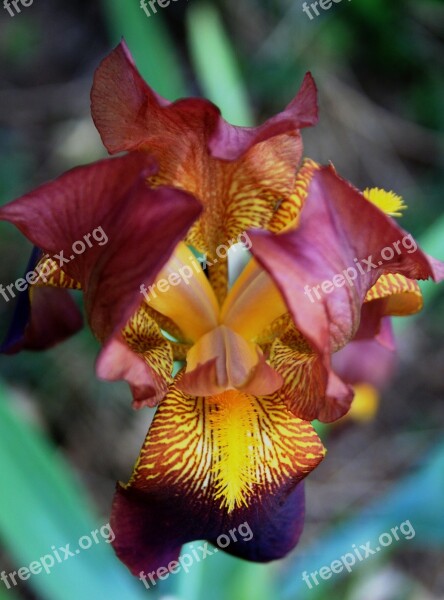 Iris Flower Bloom Petals Purple