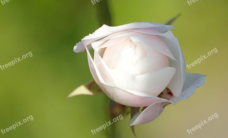 Rosa Bianca Spring Spring Flowers Trees