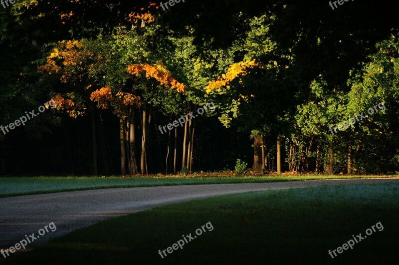 Away Trees Autumn Morning Sun Dreamy