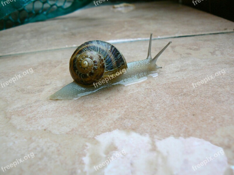 Snail Animal Outside Rain Wet