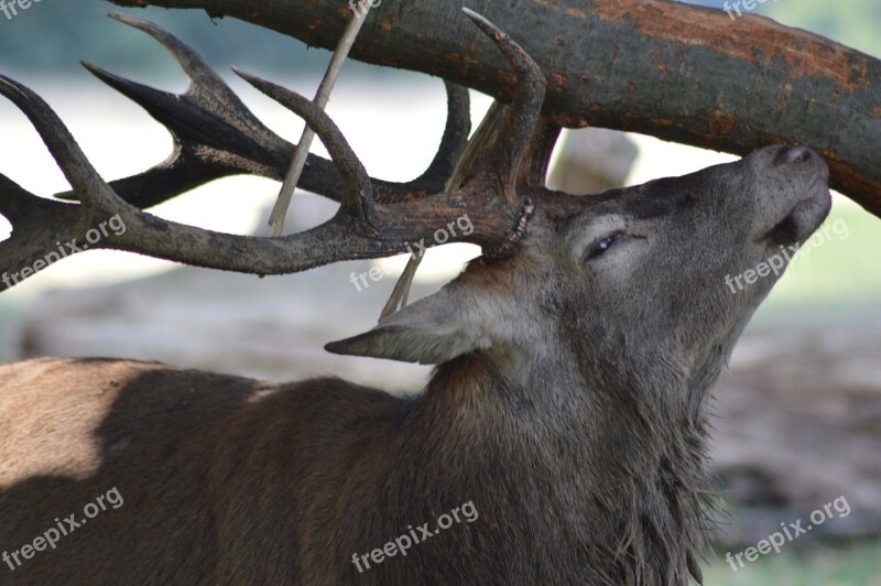 Deer Forest Nature Free Photos