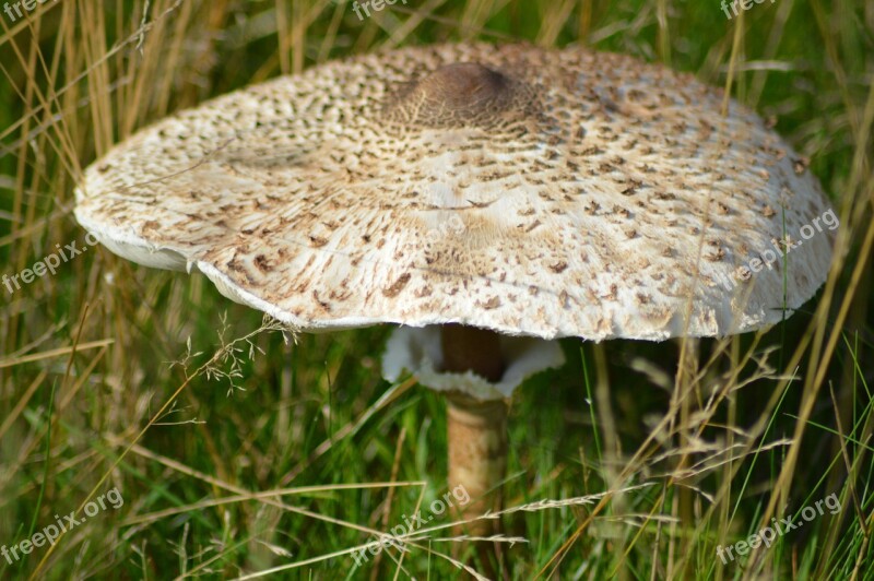 Mushroom Plant Forest Free Photos