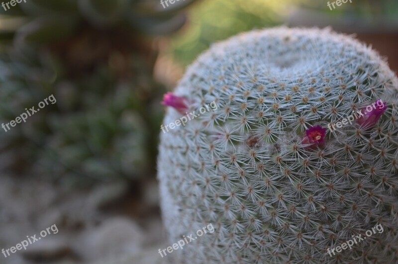 Cactus Texture Green Plants Barbed