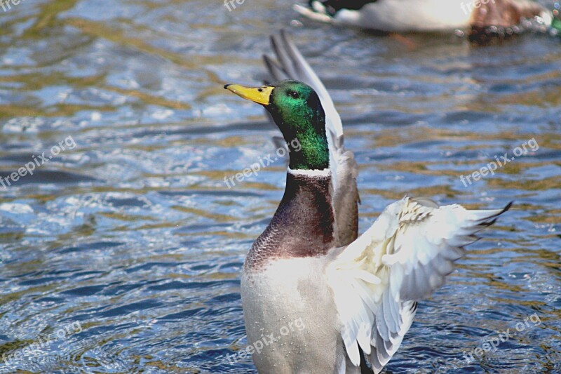 Duck Water Drake Bird Walton