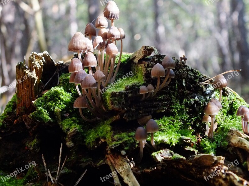 Forest Mushrooms Log Macro Free Photos