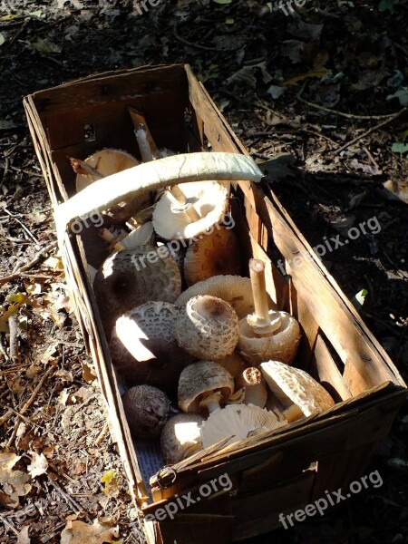 Mushrooms In A Basket Forest Mushroom Picking Free Photos