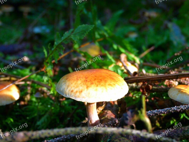 Mushroom Forest Yellow Hat Branch Nature