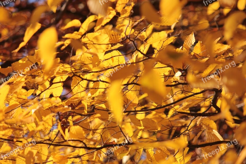 Golden Autumn Yellow Leaves Autumn Fall Color