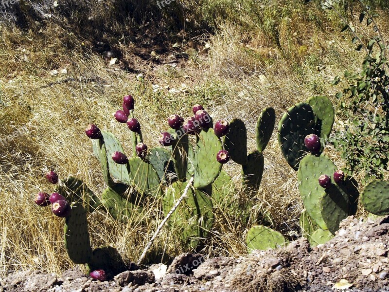 Cactus Nature Wild Plant Desert Hot