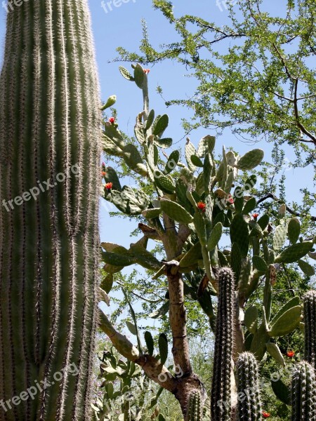 Desert Landscape Scenery Rock Cactus