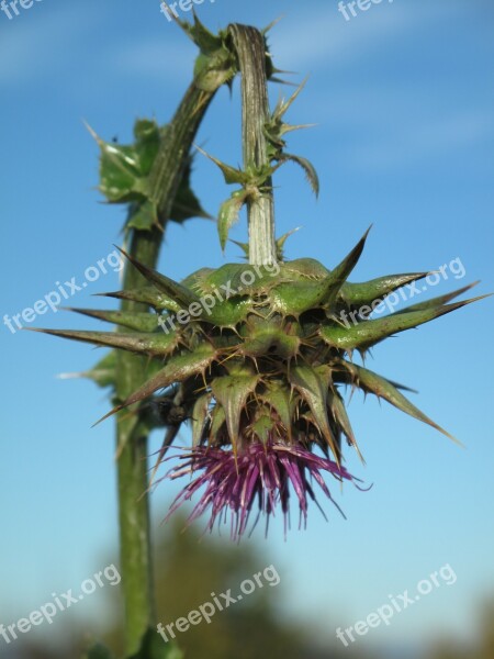 Thistle Flower Blossom Bloom Violet