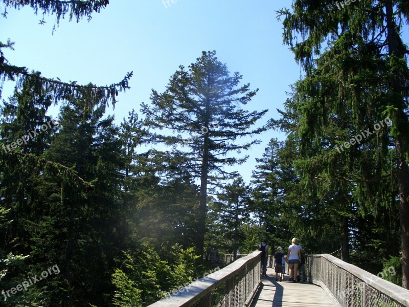 Treetop Path Bavarian Forest Web Boardwalk Tree Trail