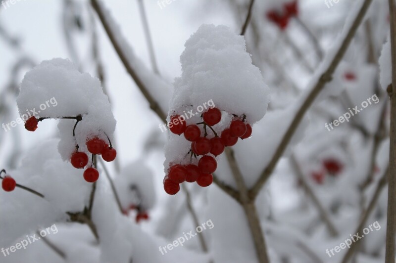 Snow Berries Red Trees Winter