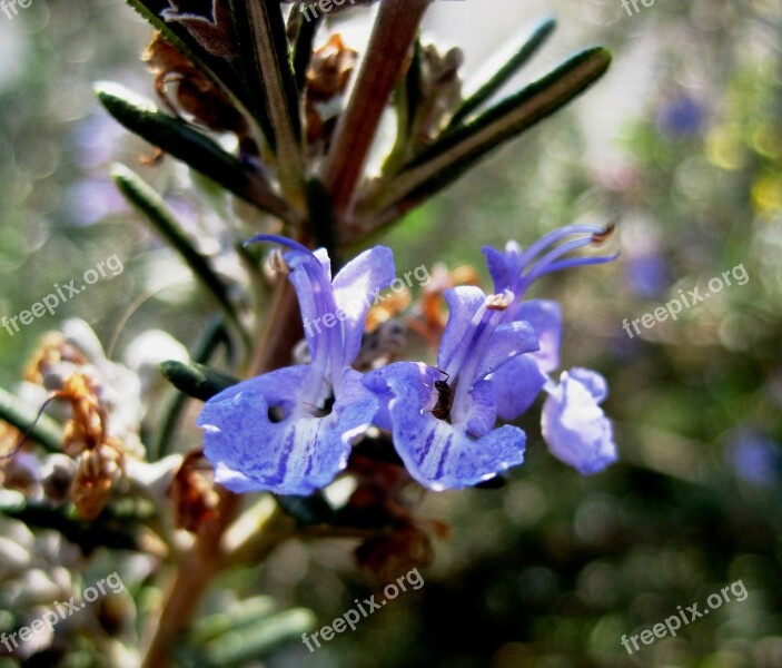 Flower Purple Blue Rosemary Herb