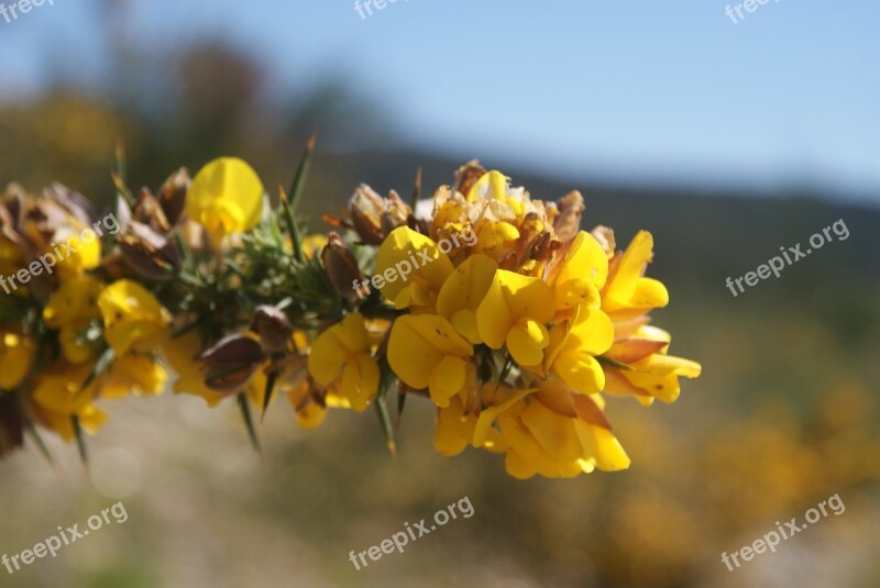 Tojo Alecrín Flower Spring Yellow