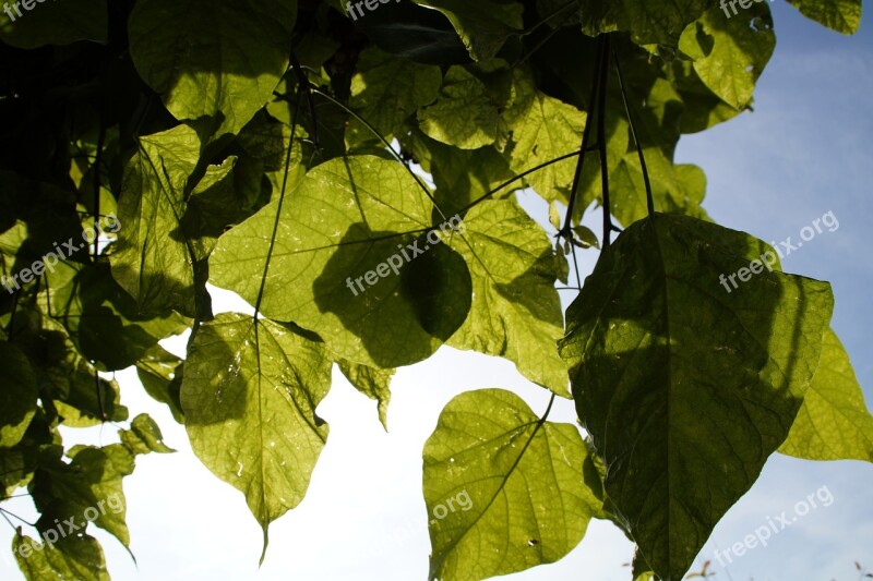 Leaves Light Shadow Autumn Shades Of Green