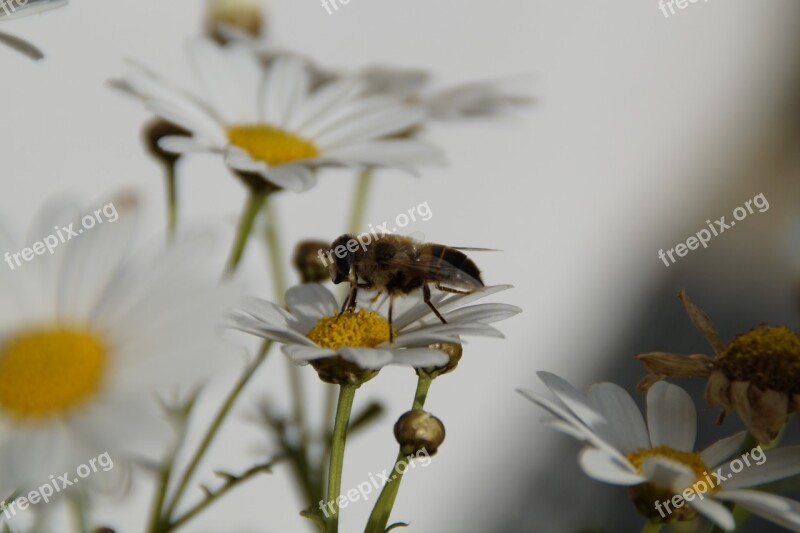 Insect Blossom Bloom Food Intake Pollination