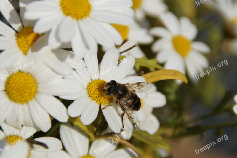 Insect Bee Raindrop Blossom Bloom