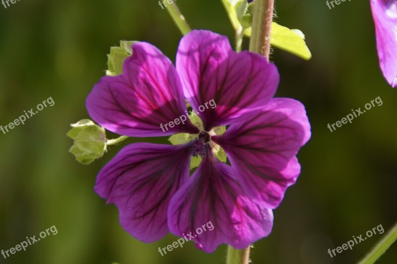 Mallow Purple Flower Blossom Bloom