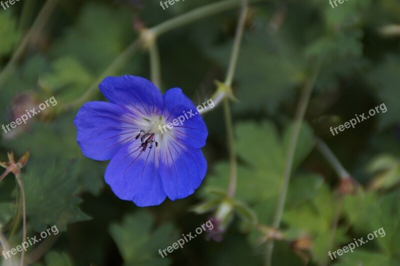 Cranesbill Blossom Bloom Blue Summer