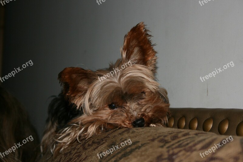 Yorkie Terrier Dog Pet Canine