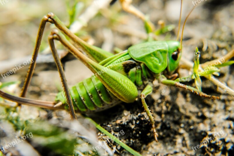 Grasshopper Koník Field Meadow Jump