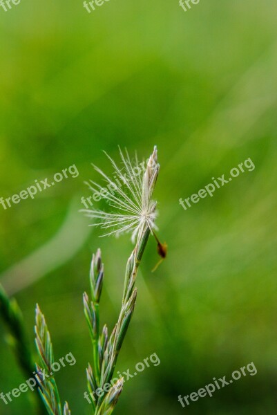 Macro Sonchus Oleraceus Plant Flying Flower