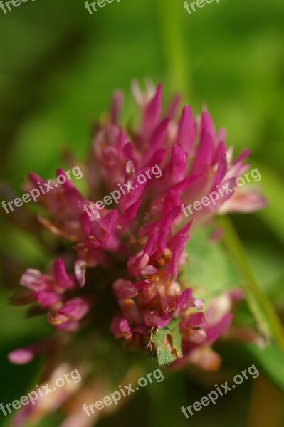 Red Clover Blossom Bloom Flower Meadow