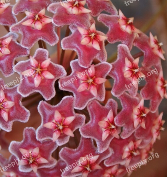 Flowers Head Individual Tiny Hoya