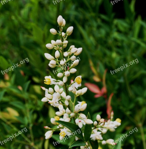 Flower Bloom Dainty Delicate Buds