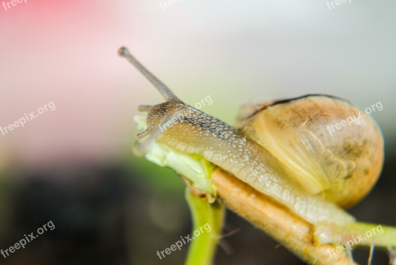 Snail Seashell Molluscs Shell Molluscum