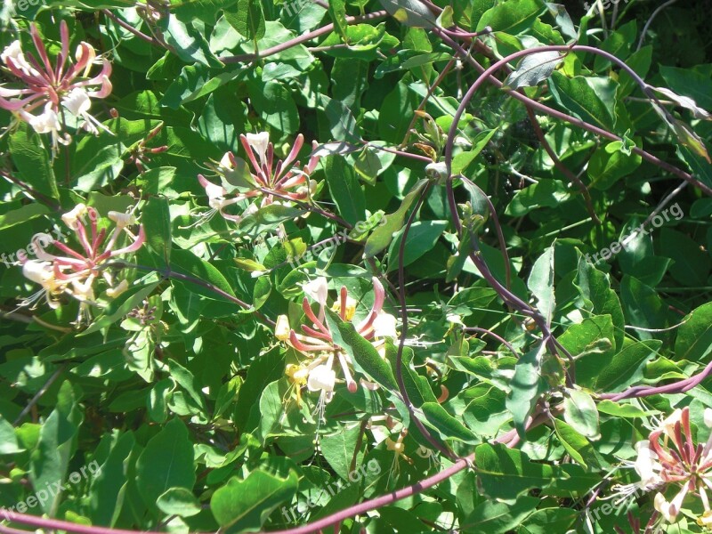 Honeysuckle Oerd Nature Free Photos